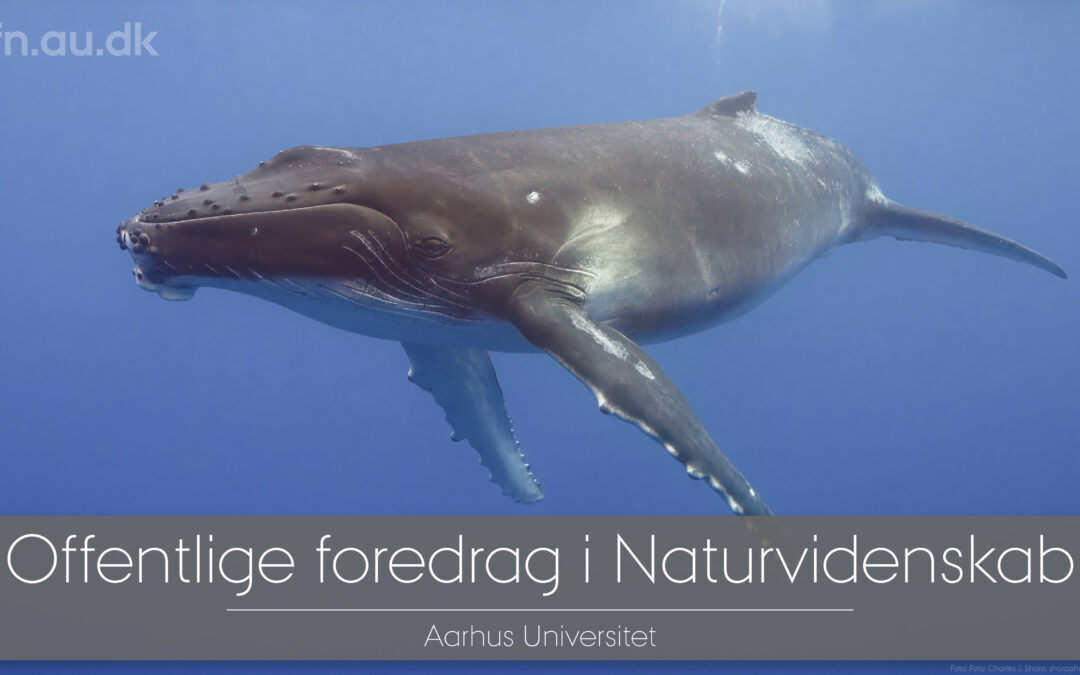 Med havets kæmper på jagt