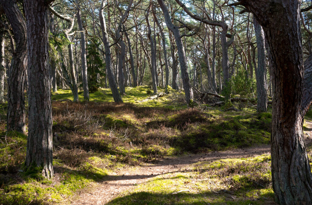 Tvismark plantage med Tønnisgård