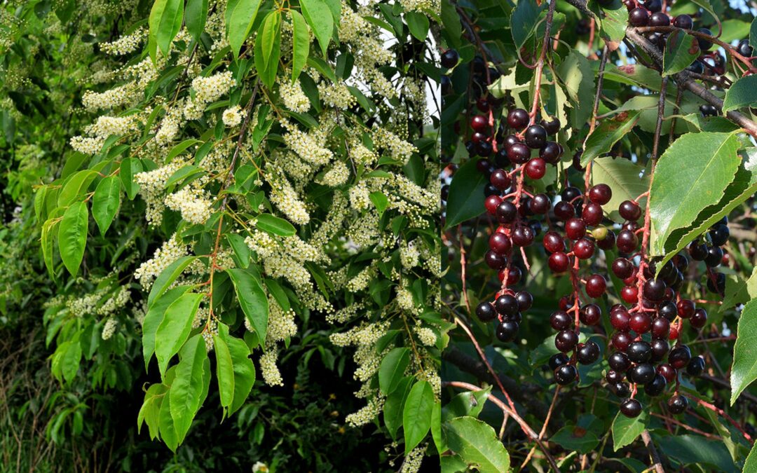 Prunus serotina